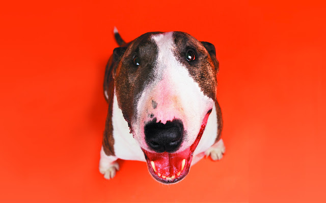bull terrier pictures, funny bull terrier, funny animals