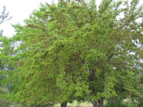 mulberry tree with ripening fruit