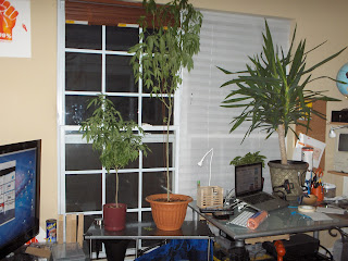 David Bloem's marijuana plants being grown in their computer room towards the back of the apartment