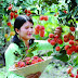 Top 5 vườn trái cây Ninh Thuận bạn không thể bỏ lỡ