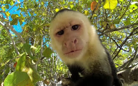Funny animals of the week - 7 March 2014 (40 pics), monkey takes a selfie