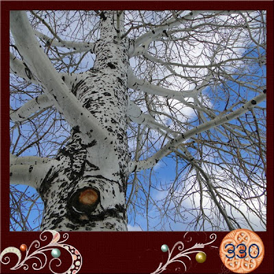 Looking up through the aspen branches at a blue sky - Flagstaff, AZ.