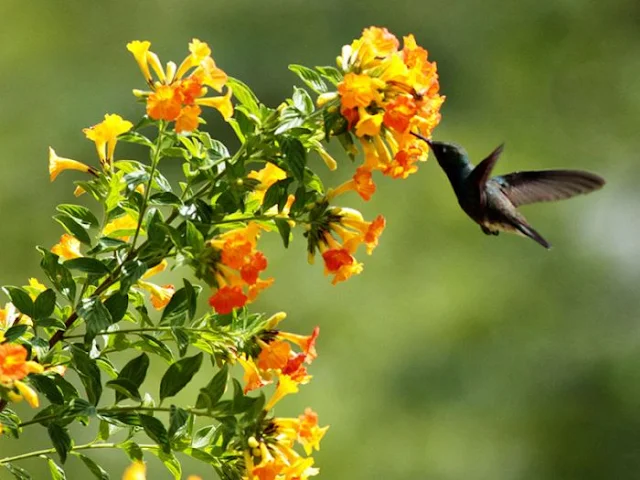 Dicas e cuidados sobre a flor Marianinha