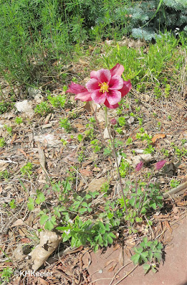 columbine, Aquilegia