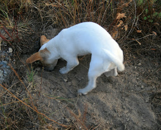 Thelma digging out an ants nest