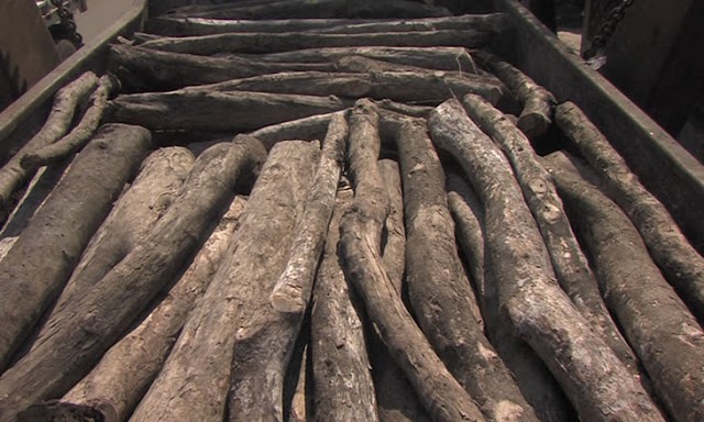 Funcionários do Conselho Municipal da Beira envolvidos no transporte ilegal de estacas de mangal