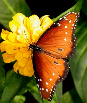 Butterfly on Ch  Vrefeuille S Haiku Blog  Tackle It Tuesday  Butterfly