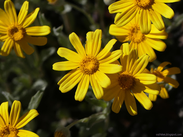 happy bold and yellow, Eriophyllum lanatum