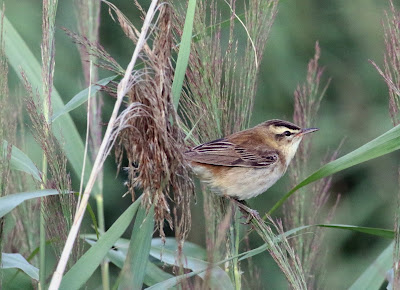 sedge warbler, pocklington canal