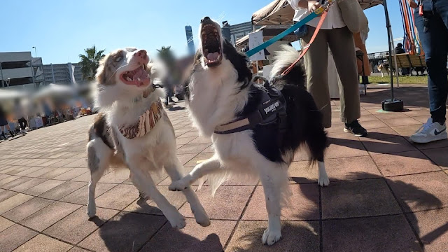 保護犬 ボーダーコリー トーマ ドギーなハーバー