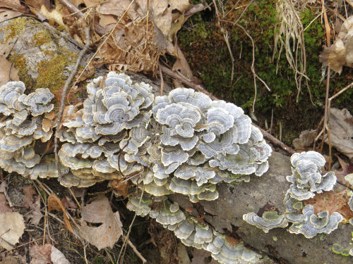 turkey tail fungus