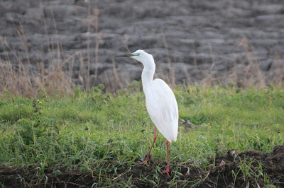 Grutte Wite Reager - Grote Zilverreiger - Ardea alba