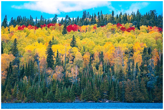 Voimakkaat ruskan värit metsässä - keltaista ja punaista isoina alueina.