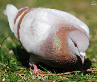 Paloma bravía (Columba livia)