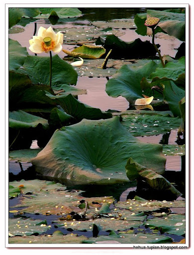荷花图片Lotus Flower:7135848880g9at