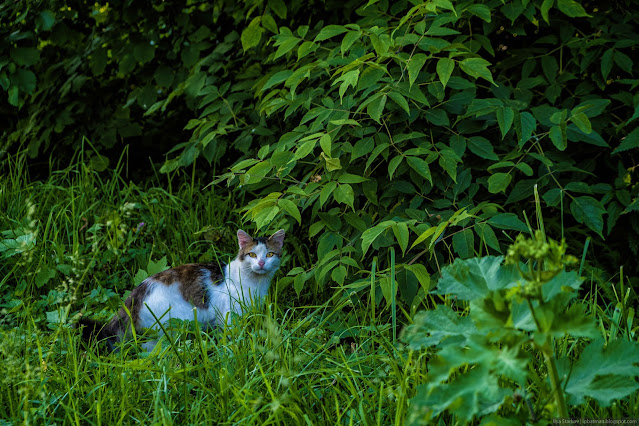 Пятнистая кошка в траве