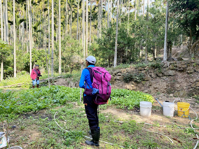 山羊工寮旁唯一住家女主人菜園