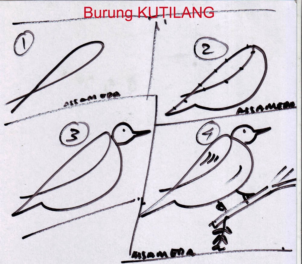 Mewarnai Sketsa Gambar Burung Cendrawasih Yang Mudah 