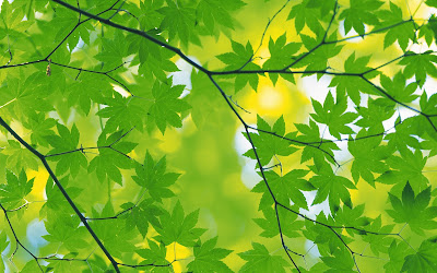 leaf wallpaper free download