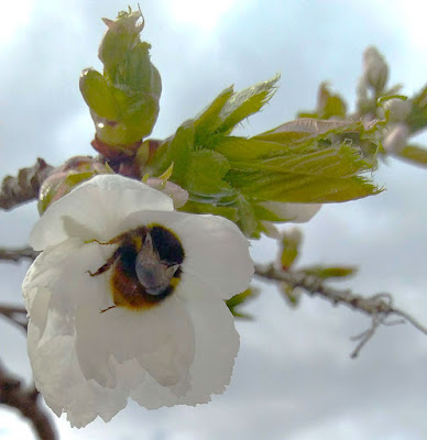 bee in a cherry blossum
