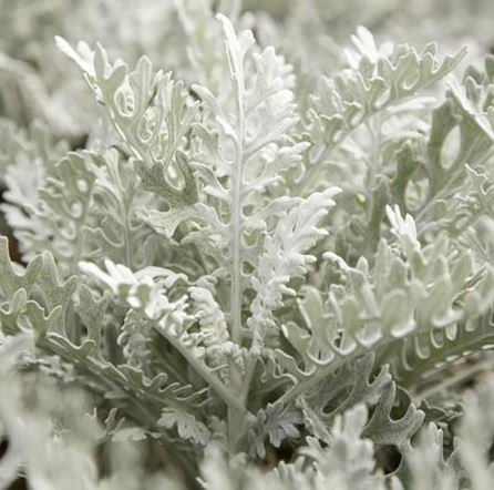 Cineraria maritima Seeds - Silver Dust
