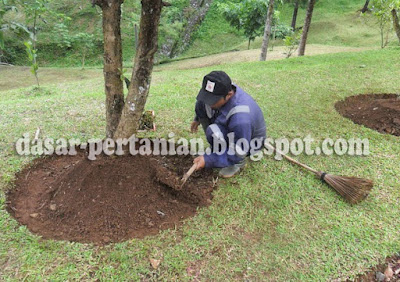  Memupuk tumbuhan ialah perjuangan yang dilakukan untuk memperoleh hasil maksimal dalam budiday Inilah Beberapa Hal Yang Harus Diperhatikan Sebelum Memupuk Tanaman