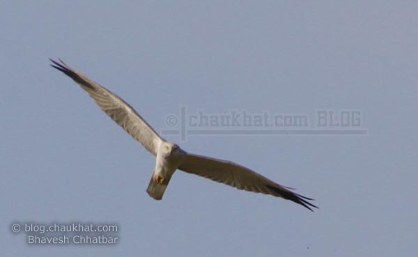 Shikra AKA Little Banded Goshawk [Scientific Name: Accipiter Badius] - Bird of Prey
