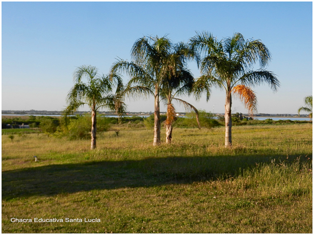 Palmeras pindó - Chacra Educativa Santa Lucía