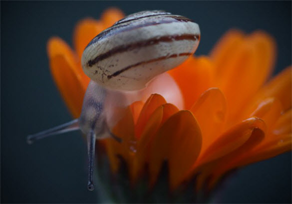 beautiful macro flower photography