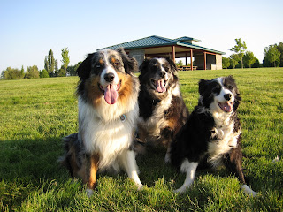 Hobie, Dundee and Bodie at Vancouver Lake Park - May 10, 2007