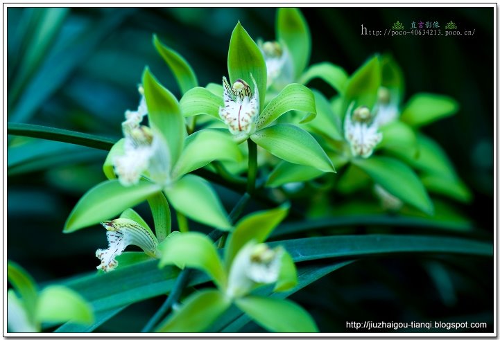 兰花-花:U509-09020112121182
