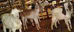 JOM TERNAK KAMBING