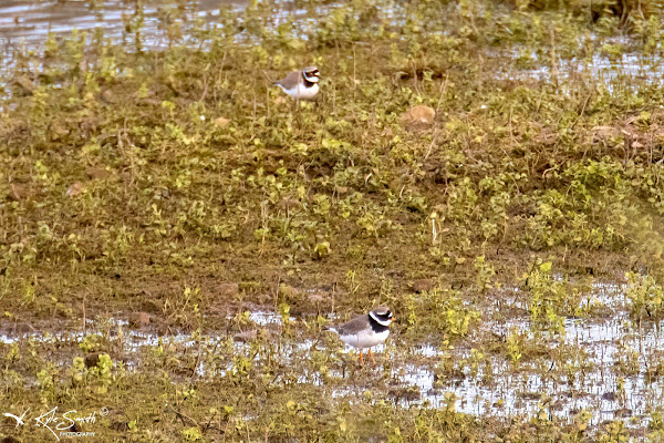 Ringed and little ringed plover