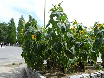 花博記念公園鶴見緑地 ヒマワリ