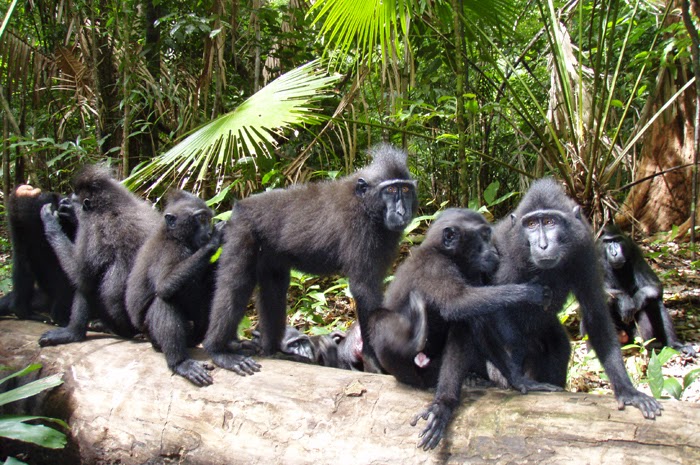 Taman Nasional Tangkoko