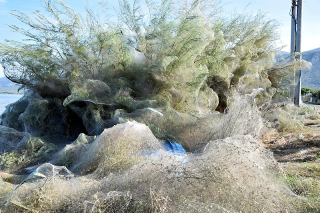 Am Strand bei Aitoliko sind Bäume und Büsche in Spinnennetze gehüllt 