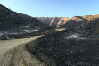 Fish Fire damage along Van Tassel Fire Road with Van Tassel Ridge in the background, Azusa, June 30, 2016