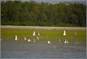 Nijhum Dwip Sea Beach, Virgin Island Sea Beach, Nijhum Island Hatia, Trip Navigation Bangladesh, Nijhum Dwip Travel Guide