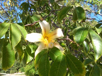 arbol de la lana