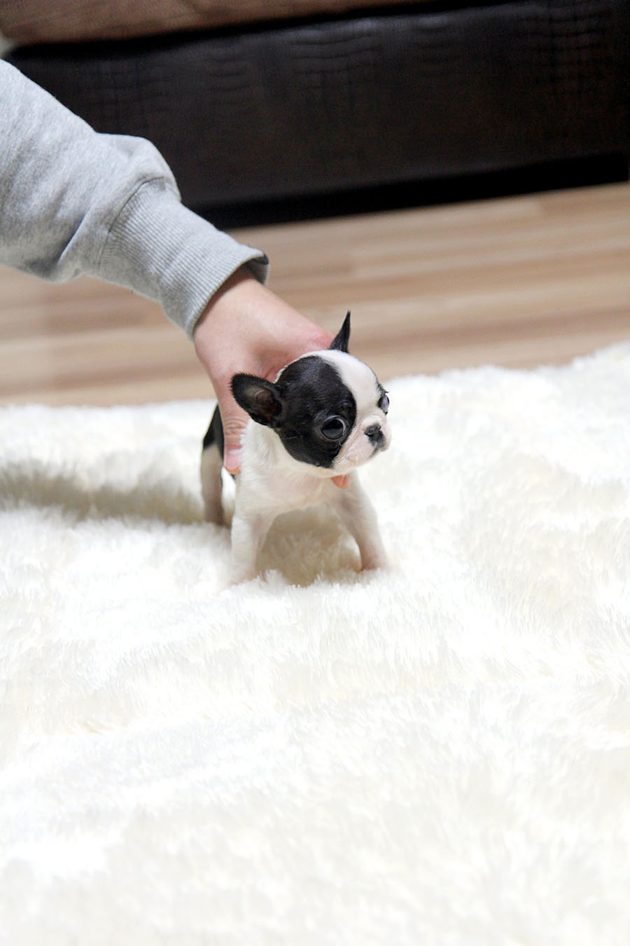 Cute Teacup Grey French Bulldog Puppies