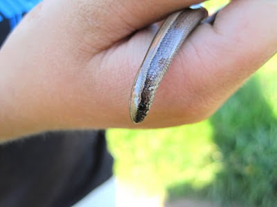 slow worm