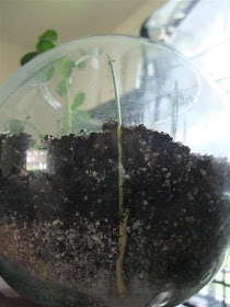 date seed, root, tree, how to grow indoors