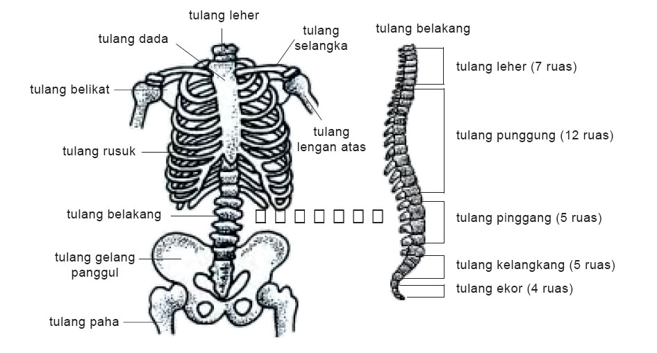  gambar  tulang  penyusun rangka tubuh