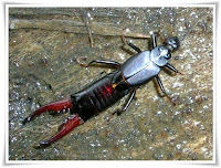 Earwig Animal Pictures