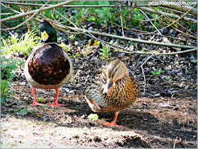 Golden Gate Park: Fauna