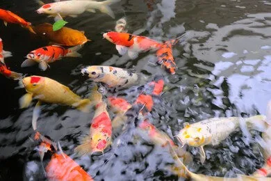 Ikan Hias Air Tawar Yang Cocok Untuk Dipelihara dalam Kolam Outdoor