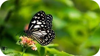 10 butterfly wallpaper