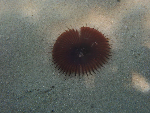 Myxicola infundibulum