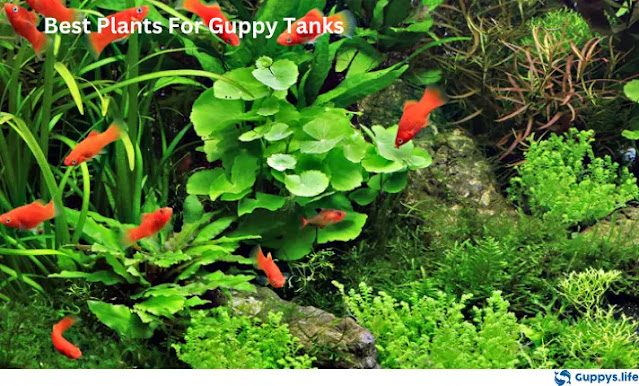 Best Plants For Guppy Tanks