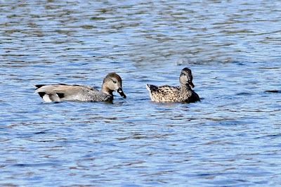 "Gadwall - Mareca strepera, winter visitors a pair swimming in the Duck Pond Mount Abu."